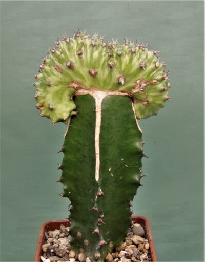 euphorbia-horwoodi-f.cristata-2 - Зображення 2