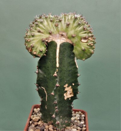 euphorbia-horwoodi-f.cristata-2