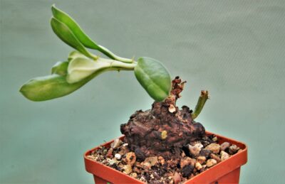 euphorbia-platyrrhiza-zambia-1 - Зображення 2