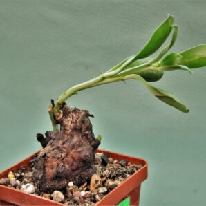 euphorbia-platyrrhiza-zambia-1