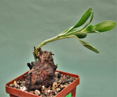 euphorbia-platyrrhiza-zambia-1