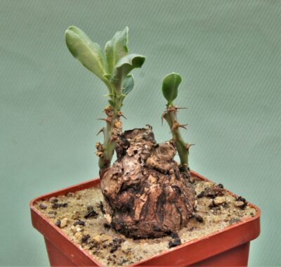 euphorbia-platyrrhiza-zambia-2 - Зображення 2