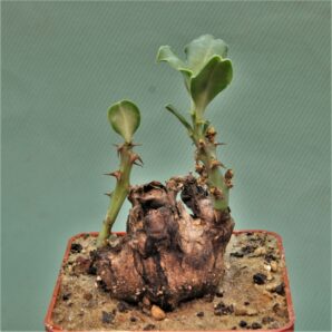 euphorbia-platyrrhiza-zambia-2