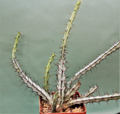euphorbia-sp.-nova-aff.-greemway. - Зображення 2