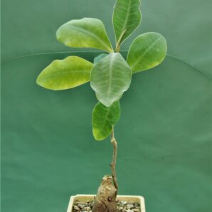 euphorbia-specksii