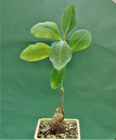 euphorbia-specksii