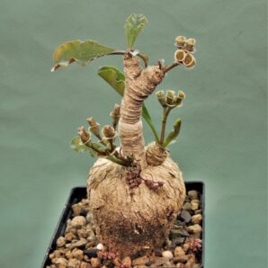 euphorbia-subapoda-madagascar.