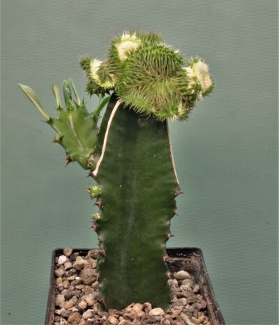 euphorbia-susannae-f.cristata-variegate-2. - Зображення 2