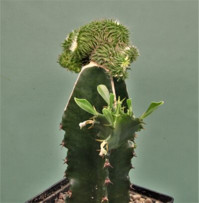 euphorbia-susannae-f.cristata-variegate-2. - Зображення 3