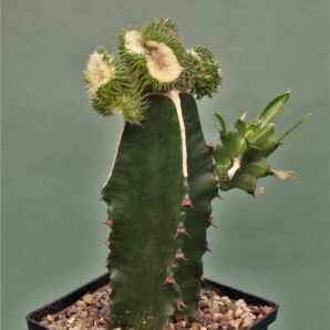 euphorbia-susannae-f.cristata-variegate-2.