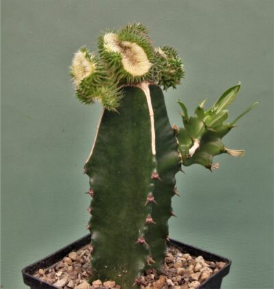 euphorbia-susannae-f.cristata-variegate-2.