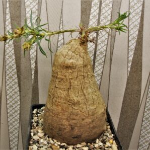 euphorbia-trichadenia-rsa
