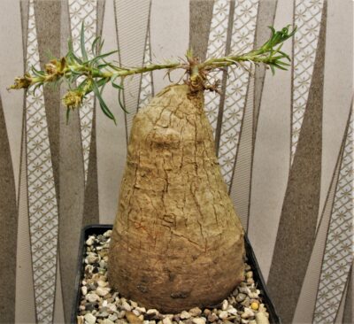 euphorbia-trichadenia-rsa