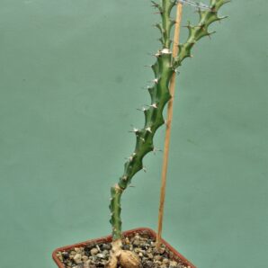 euphorbia-vandermerwei-knuthii-type-mozambigum-1