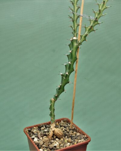 euphorbia-vandermerwei-knuthii-type-mozambigum-1