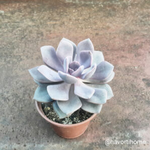 Graptoveria Debbie