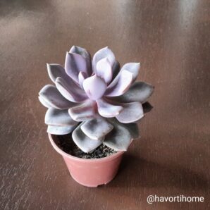 Graptoveria Debbie