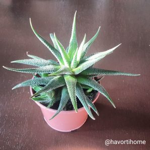 Haworthia attenuata