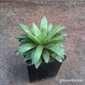 Haworthia