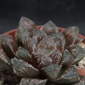 Haworthia cv. Mirror Ball
