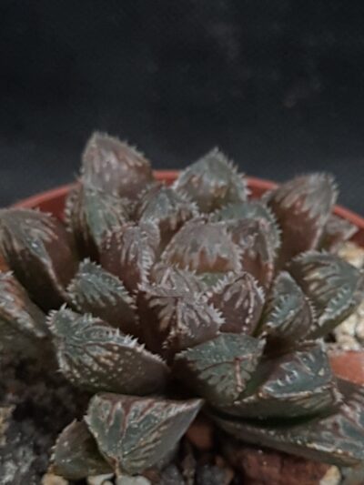 Haworthia cv. Mirror Ball