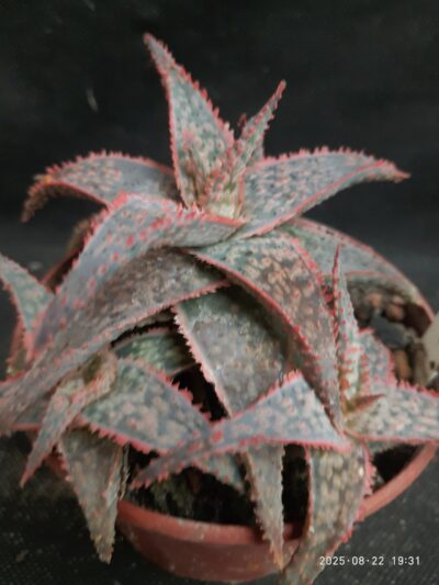 Aloe cv. Kellis crinoline - Зображення 2