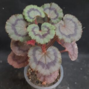 Pelargonium Dresden pink