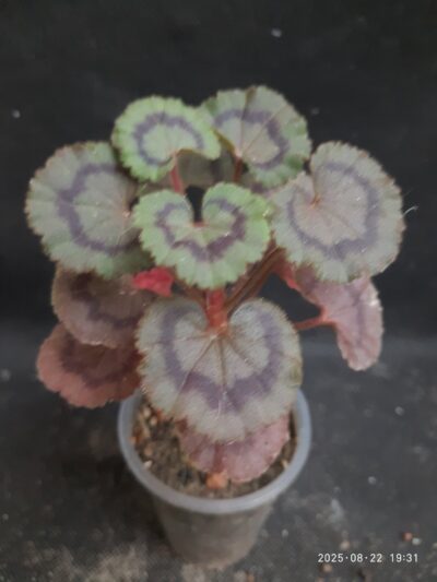 Pelargonium Dresden pink