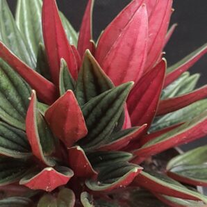 Peperomia Rosso