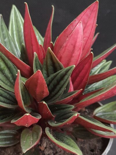 Peperomia Rosso