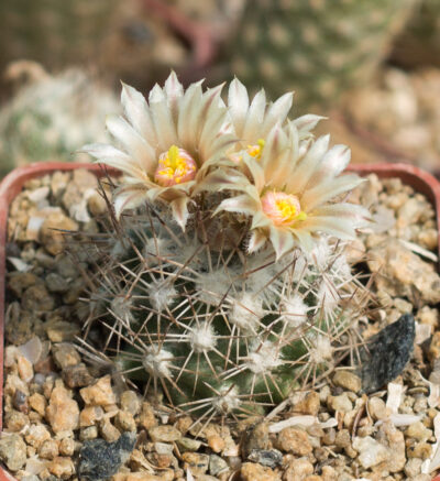 Escobaria robbinsorum SB464 Cochise Co, Az - Зображення 2