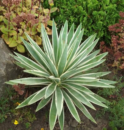 Agave angustifolia variegata - Зображення 2