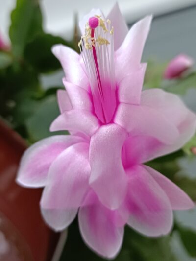Schlumbergera (різдвяник) білий (рожевий) - Зображення 2