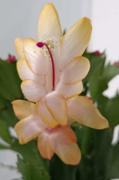 Schlumbergera (різдвяник) жовтий (персиковий) - Зображення 2