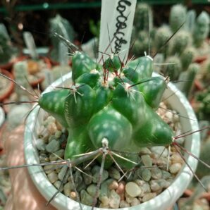 Telocactus flawus