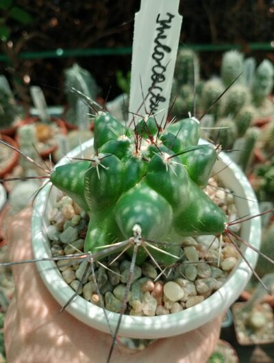 Telocactus flawus
