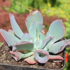 Echeveria trumpet pinky