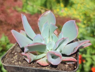 Echeveria trumpet pinky