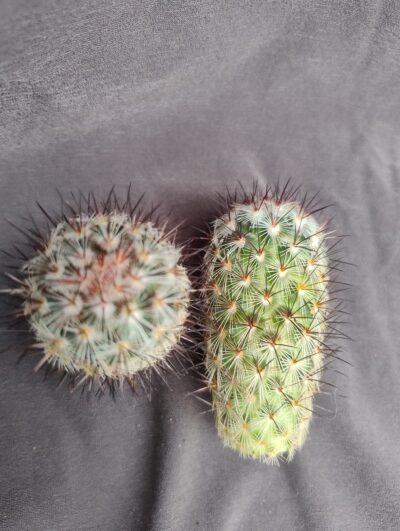 Mammillaria microhelia