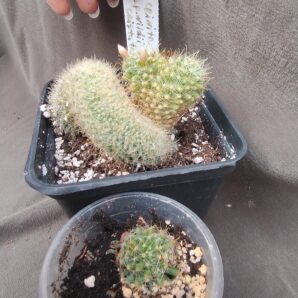mammillaria crinita subsp. wildii cristata дітка