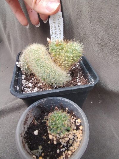 mammillaria crinita subsp. wildii cristata дітка