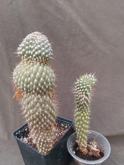 opuntia fulgida cristata/monstosa молода рослина - Зображення 2