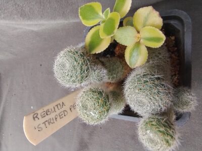 REBUTIA STRIPED PEACH дітки