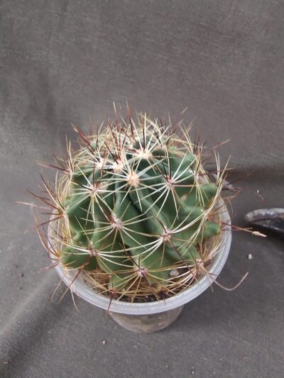 Hamatocactus setispinus - Зображення 2
