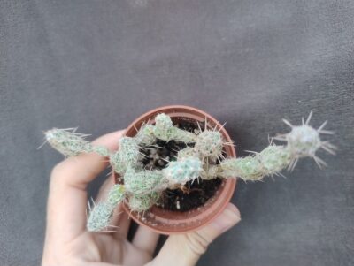 Corynopuntia bulbispina - Зображення 2