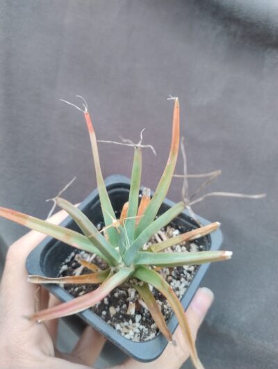 leuchtenbergia principis - Зображення 2