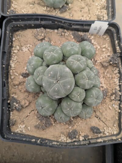 Lophophora williamsii v. caespitosa - Зображення 2