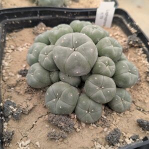 Lophophora williamsii v. caespitosa