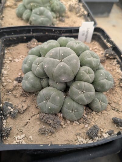 Lophophora williamsii v. caespitosa