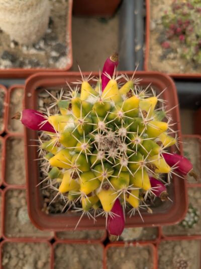 Mammillaria tolimensis variegata - Зображення 2
